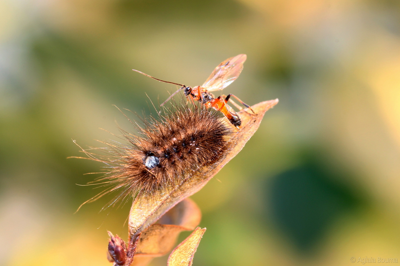 Parasitoïde wesp op gastheer